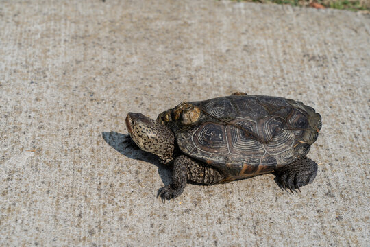 Terrapin (Malaclemys terrapin) crossing sidewalk to get to marsh to lay eggs in Stone Harbor, New Jersey 