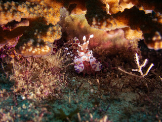Fototapeta na wymiar Harlequin shrimp | Ankla Azul