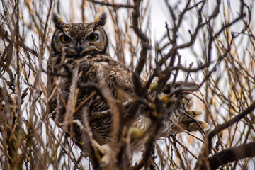 Tucuquere (Buho Magallanicus)