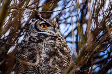 Tucuquere (Buho Magallanicus)