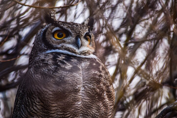 Tucuquere (Buho Magallanicus)