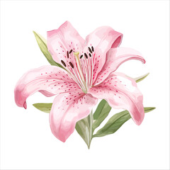 pink lily isolated on white - obrazy, fototapety, plakaty