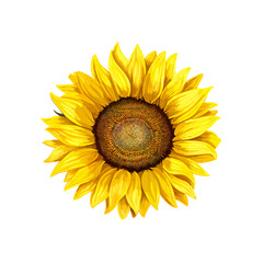 sunflower on white background,cute