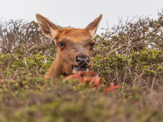 Tule Elk at Point Reyes Preserve 1

