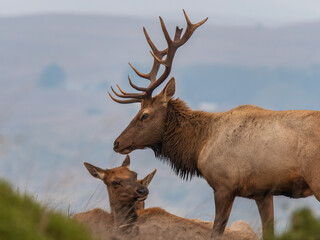 Tule Elk at Point Reyes Preserve 2

