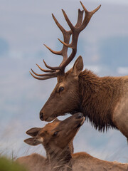 Tule Elk at Point Reyes Preserve 3

