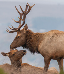 Tule Elk at Point Reyes Preserve 4

