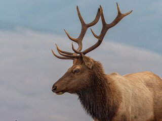 Tule Elk at Point Reyes Preserve 6

