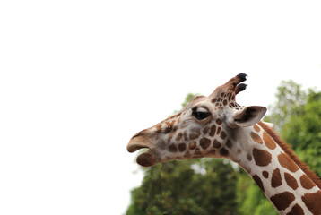 Giraffe in the zoo on white