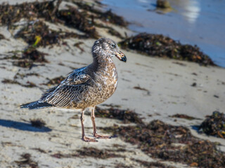 Pacific Gull On Beach