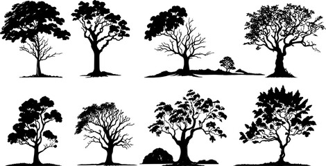 Set of oak trees in fall. A silhouette of a tree with few leaves due to fallen leaves in autumn