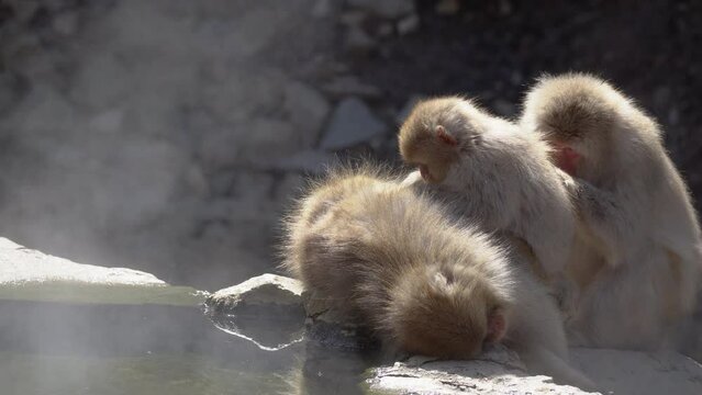Japanese macaques (snow monkeys) are relaxing and grooming each other in a hot spring. steam rising from hot spring.