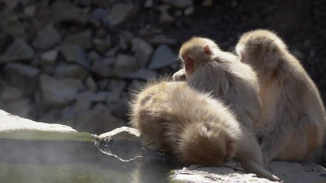 Japanese macaques (snow monkeys) are relaxing and grooming each other in a hot spring. steam rising from hot spring.