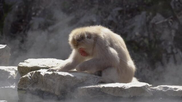 Japanese macaque (snow monkey) is eating something in a hot spring. steam rising from hot spring.
