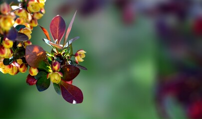 Barberry Berberis thunbergii with yellow flowers