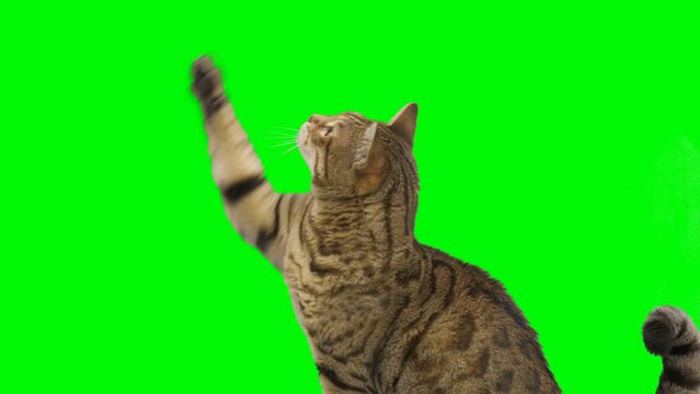 Bengal cat sitting down, looking around, raising up his paw on green screen isolated with chroma key.