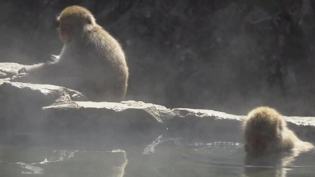 Japanese macaques (snow monkeys) are relaxing in a hot spring. steam rising from hot spring.