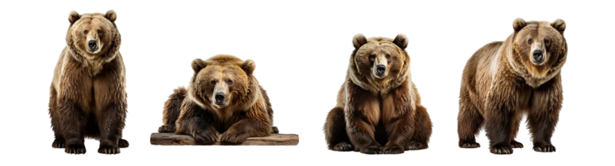Deurstickers Grizzly Bear, Wilderness Majesty: Stunning Bear Illustrations - Cut Out PNG Clipart and Artwork for Logos and Artistic Designs. Versatile Use with Transparent or White Backgrounds.  Illustrations.  © touchedbylight