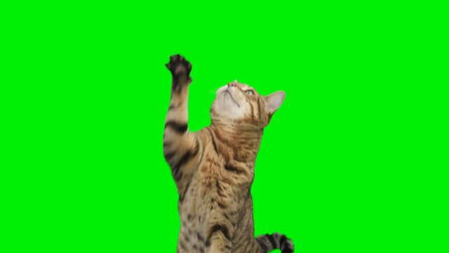 Bengal cat sitting down, facing forward, looking around, raising up his paw on green screen isolated with chroma key.