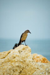 Bird (María Mulata) on the rock
