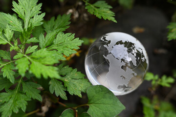 ガラスの地球儀と植物　glass globe and green leaves