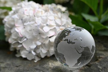 ガラスの地球儀と白いアジサイ　glass globe and  white flowers(hydrangea)
