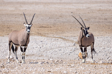 The Oryx - Etosha National Park