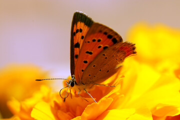 	オレンジ色の花から吸蜜するベニシジミ蝶（マクロレンズ使用・屋外自然光・接写写真）