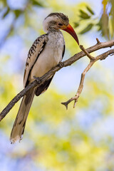 African Hornbills - Etosha National Park