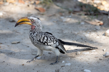 African Hornbills - Etosha National Park