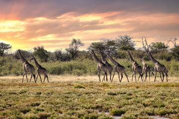 Giraffe - Etosha National Park