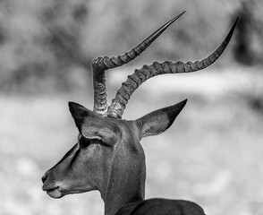 Impala Black and White Etosha National Park