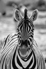 Fototapeta na wymiar Zebra Headshot Black and WEhite
