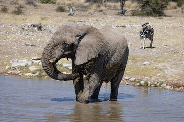 Bull Elephant at Waterhole sharing with Zebra