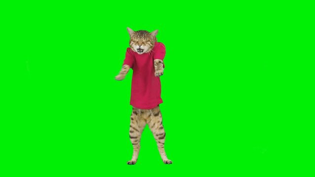3 clips of Bengal cat dancing on green screen isolated with chroma key