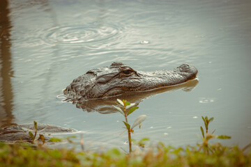 alligator in the water