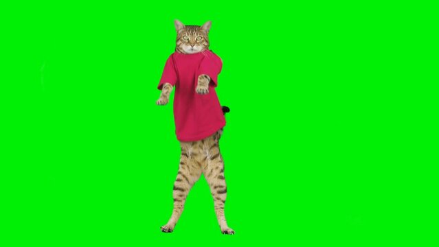 Bengal cat dancing on green screen isolated with chroma key