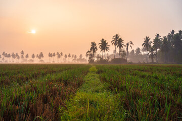 Golden paddy fields spread across the rustic landscape of rural India, bathed in the warm sunlight, reflecting the hard work and bounty of the farming community.