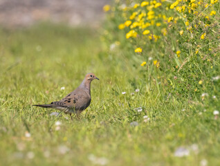 A Mourning Dove on the grass near yellow wildflowers in Muskoka in summertime