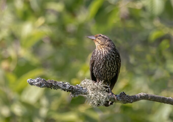 A female Red-winged Blackbird on a lichen covered branch with blurred forest background in Muskoka Ontario