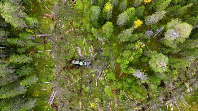 Powerful harvester breaks tree with manipulator in forest