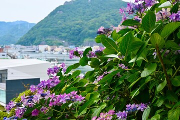 Obraz premium Hydrangeas in Shimoda Park