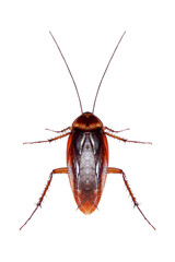 cockroaches isolated from white background,png file.