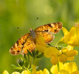 A female Pearl Crescent Butterfly closeup on Birds-foot wildflowers with backlighting and green nature background