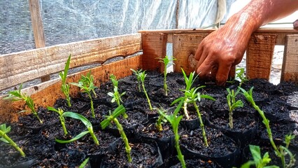 The picture of a hand doing a plant cutting nursery  in a mini polybag. Planting  plants. 
