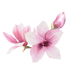 Fototapeta na wymiar Magnolia flower Watercolor Hand drawn Illustration isolated on white background