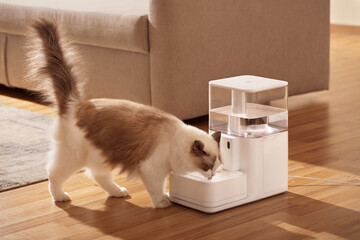 Pet cat is using pet water dispenser, image of drinking water, closeup, indoor shot, sofa and...