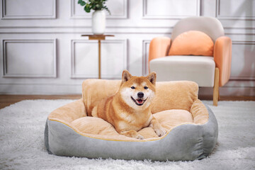 Obraz na płótnie Canvas Shiba Inu lying on pet bed and smiling at camera, indoor shot