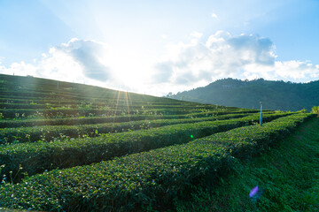Fototapeta na wymiar tea plantation and green tea plantation
