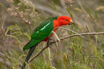 King Parrot Eating